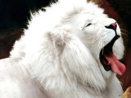 lion blanc